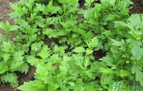 菊花腦怎么做好吃？菊花腦怎么做有營養(yǎng)