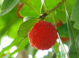 楊梅可以帶上飛機(jī)嗎？飛機(jī)能帶楊梅嗎？