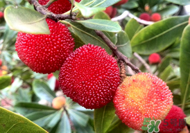 楊梅能放多久？冰凍楊梅可以放多久？