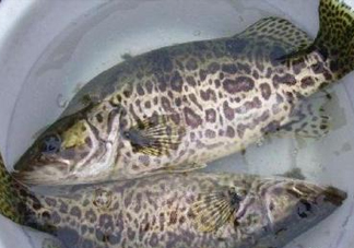 鱖魚是桂魚嗎？鱖魚和桂魚的區(qū)別