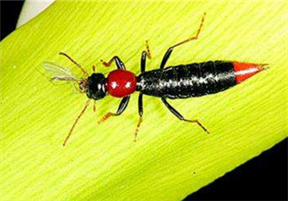 隱翅蟲和蚊蟲的區(qū)別？隱翅蟲和蚊蟲有什么不一樣？