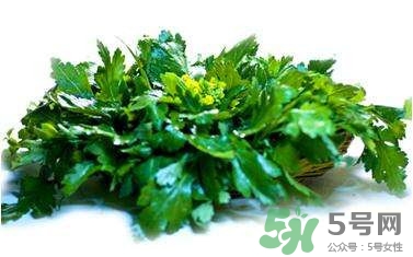 菊花腦是什么？菊花腦是野菊花嗎