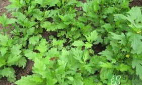 菊花腦孕婦能吃嗎？孕婦可以吃菊花腦嗎