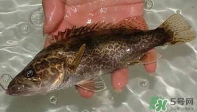 鱖魚(yú)怎么養(yǎng)？鱖魚(yú)養(yǎng)殖技術(shù)