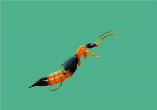 被隱翅蟲咬了后怎么辦？隱翅蟲如何預(yù)防和治療咬傷？