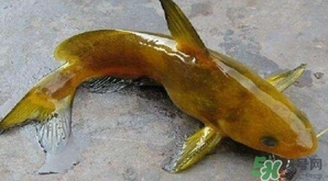 黃顙魚有毒嗎？黃顙魚的營養(yǎng)價(jià)值