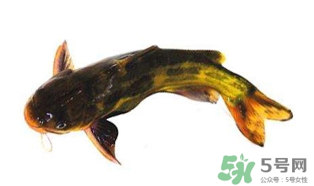 黃顙魚有毒嗎？黃顙魚的營養(yǎng)價(jià)值