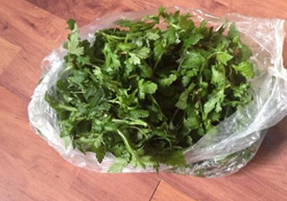 菊花腦怎么種？菊花腦怎么摘