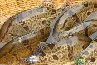 鱖魚是桂魚嗎？鱖魚和桂魚的區(qū)別