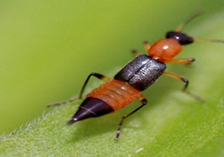 隱翅蟲有毒嗎？隱翅蟲會(huì)毀容嗎？