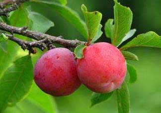 李子變紅能吃嗎？李子變紅是怎么回事？