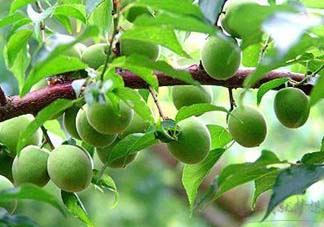 梅子不能和什么一起吃？梅子和什么食物都相克？