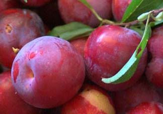 李子和蜂蜜能一起吃嗎？吃了李子可以喝蜂蜜嗎？