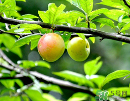 李子和牛奶能一起吃嗎？吃完李子可以喝牛奶嗎？