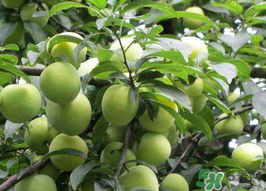 李子和牛奶能一起吃嗎？吃完李子可以喝牛奶嗎？