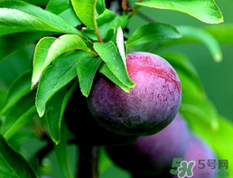 李子和牛奶能一起吃嗎？吃完李子可以喝牛奶嗎？