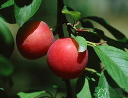 李子和牛奶能一起吃嗎？吃完李子可以喝牛奶嗎？