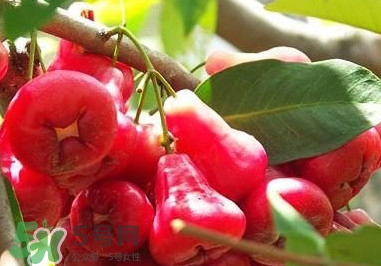 蓮霧中間芯能吃嗎？蓮霧中間絮狀能吃嗎