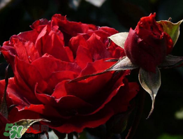 520朵玫瑰花多少錢(qián)？2017年520朵玫瑰花的價(jià)格