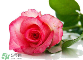 520朵玫瑰花多少錢(qián)？2017年520朵玫瑰花的價(jià)格