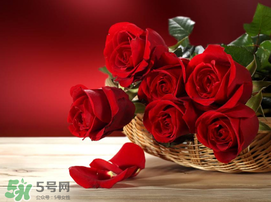 520朵玫瑰花多少錢(qián)？2017年520朵玫瑰花的價(jià)格