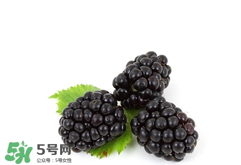 山莓跟黑莓一樣嗎？黑莓貴還是山莓貴？
