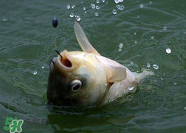 小滿怎么釣魚？小滿釣魚技巧