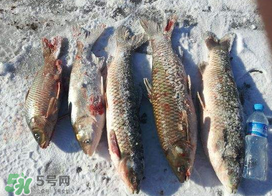 小滿怎么釣魚？小滿釣魚技巧