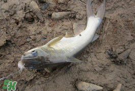 小滿怎么釣魚？小滿釣魚技巧