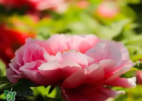 五月份還有牡丹嗎？五月份牡丹花還開嗎？