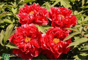 五月份還有牡丹嗎？五月份牡丹花還開嗎？