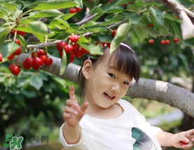 5月份還有櫻桃摘嗎？5月份哪里可以摘櫻桃？
