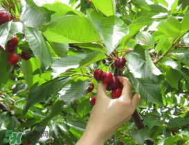 5月份還有櫻桃摘嗎？5月份哪里可以摘櫻桃？