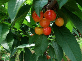 5月份還有櫻桃摘嗎？5月份哪里可以摘櫻桃？