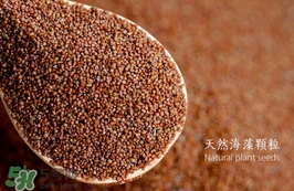 海藻面膜要泡多久最好？海藻面膜要泡多長時間？