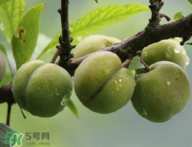 吃李子牙齒酸怎么辦？為什么吃多了李子牙會酸？