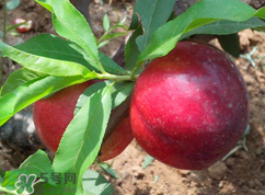 吃李子為什么會(huì)拉肚子？拉肚子可以吃李子嗎？