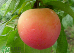 吃李子為什么會(huì)拉肚子？拉肚子可以吃李子嗎？