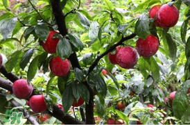 李子能和蝦一起吃嗎？蝦和李子可以一起吃嗎？