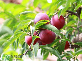 李子能和蝦一起吃嗎？蝦和李子可以一起吃嗎？