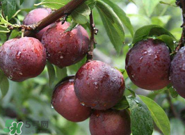 李子能和蝦一起吃嗎？蝦和李子可以一起吃嗎？