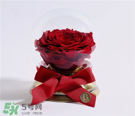 野獸派永生花為什么貴?野獸派永生花怎么樣? 野獸派永生花為什么貴?野獸派永生花怎么樣?