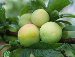 李子和雞蛋能一起吃嗎？吃完李子可以吃雞蛋嗎？