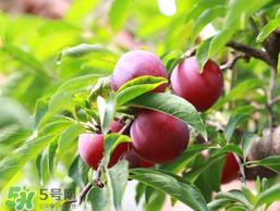 李子和雞蛋能一起吃嗎？吃完李子可以吃雞蛋嗎？