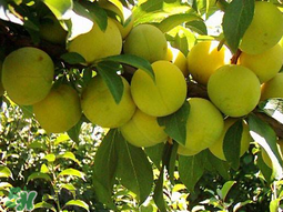 李子和雞蛋能一起吃嗎？吃完李子可以吃雞蛋嗎？