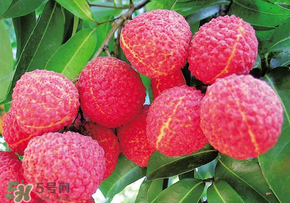 荔枝和蝦能一起吃嗎？荔枝與蝦同食會中毒嗎？