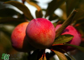 五月份有李子嗎？五月份的李子能吃嗎？