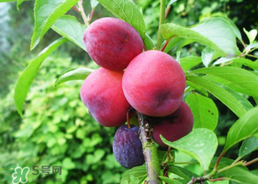 五月份有李子嗎？五月份的李子能吃嗎？