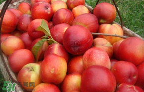 五月份有李子嗎？五月份的李子能吃嗎？