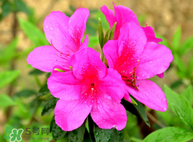 五月還有杜鵑花嗎？杜鵑花什么時候開？
